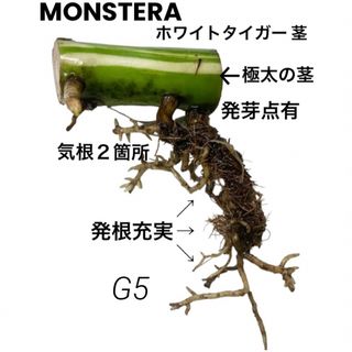 G5【極上✨️極太茎‼️ 】ハーフムーン  斑入りモンステラ ホワイトタイガー(その他)