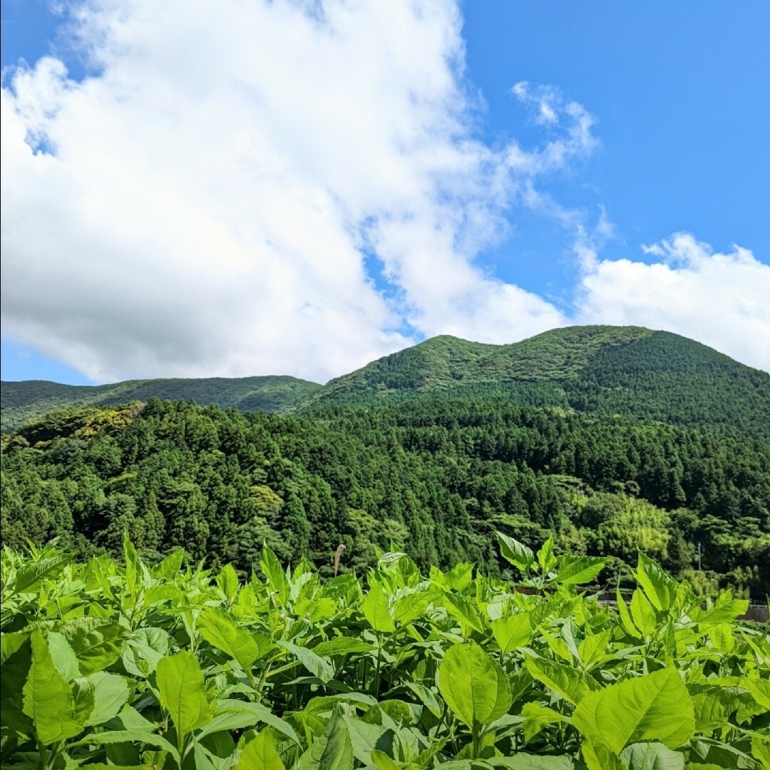 イヌリンも多い！紫菊芋パウダー３００g　イヌリン５７．８２%　キクイモ　きくいも 食品/飲料/酒の加工食品(その他)の商品写真