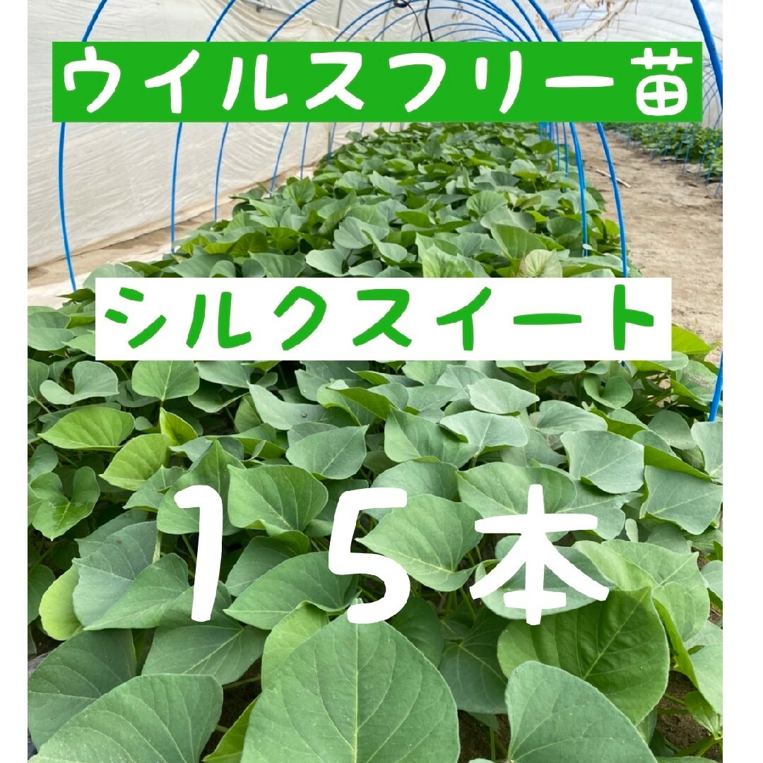 さつまいも苗【シルクスイート１５本】【ウイルスフリー切り苗】 食品/飲料/酒の食品(野菜)の商品写真