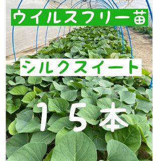 さつまいも苗【シルクスイート１５本】【ウイルスフリー切り苗】(野菜)