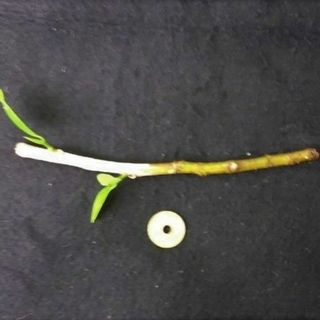フィカス ハワイ　布哇　挿し穂　1本　挿し木用　観葉植物(その他)