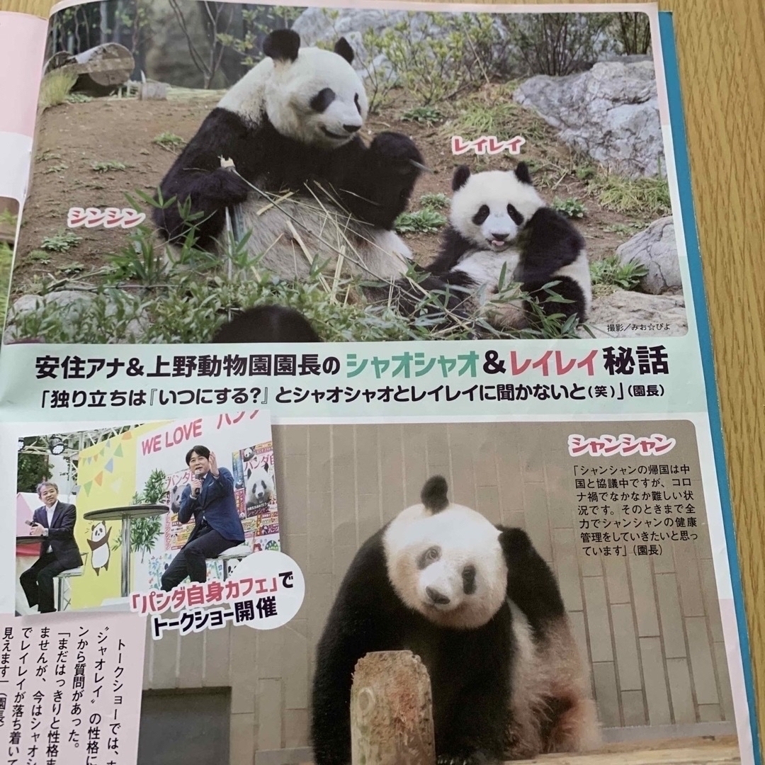 パンダ ジャイアントパンダ シャオシャオ レイレイ シャンシャン 上野動物園