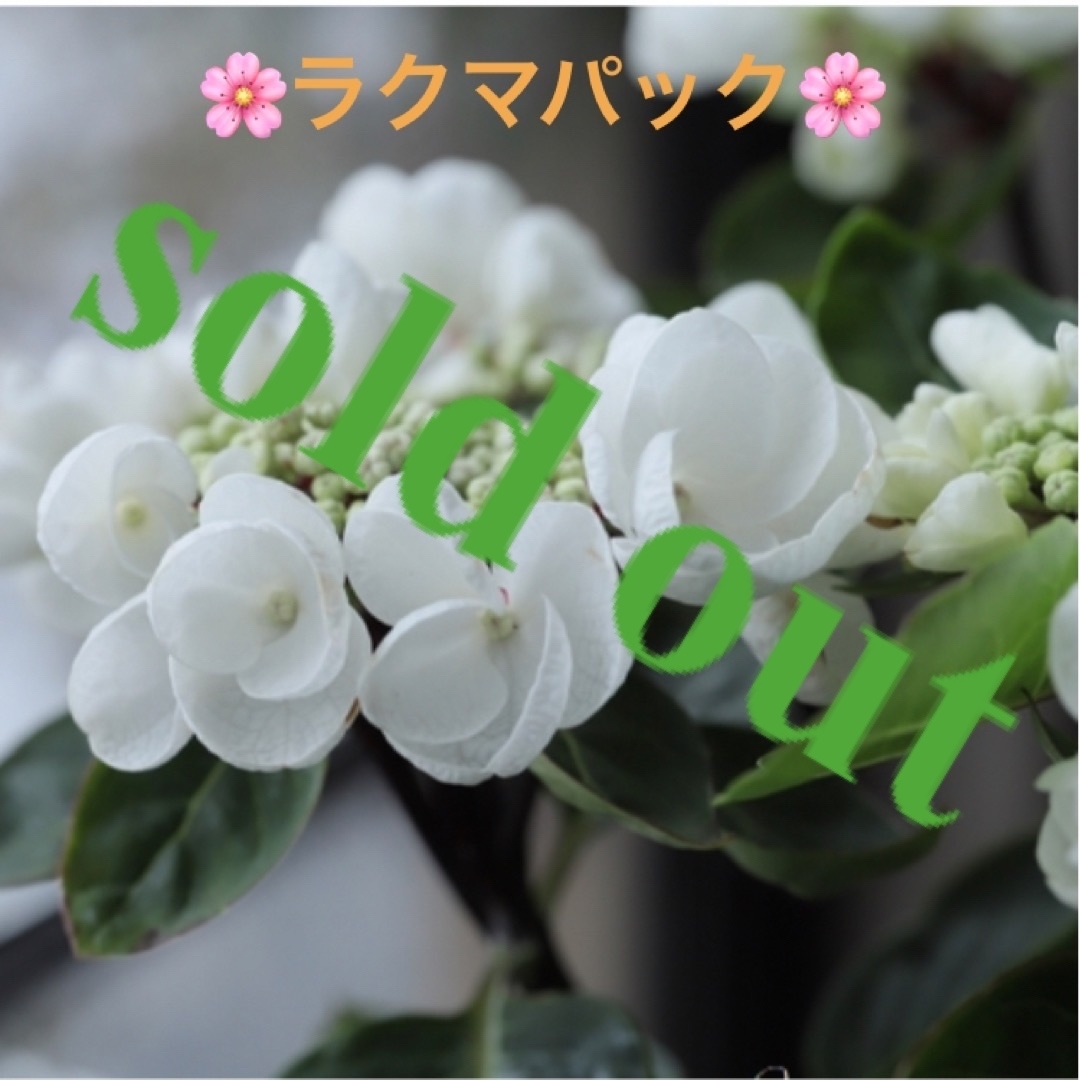 🌸sold out🌸《アジサイ　チョコシックホワイト　挿し穂　黒軸》ラクマパック ハンドメイドのフラワー/ガーデン(その他)の商品写真