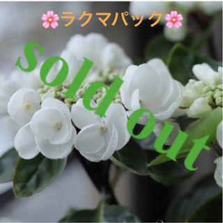 🌸sold out🌸《アジサイ　チョコシックホワイト　挿し穂　黒軸》ラクマパック(その他)