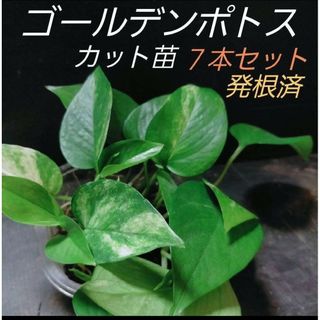 A ゴールデンポトス カット苗 7本セット 発根済(その他)