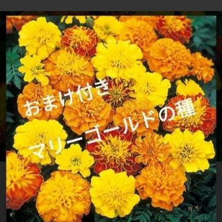 数量限定、おまけ付き！マリーゴールドの種とおまけでひまわり、キンセンカ！(プランター)