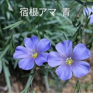 宿根アマ青花花種たくさん(プランター)