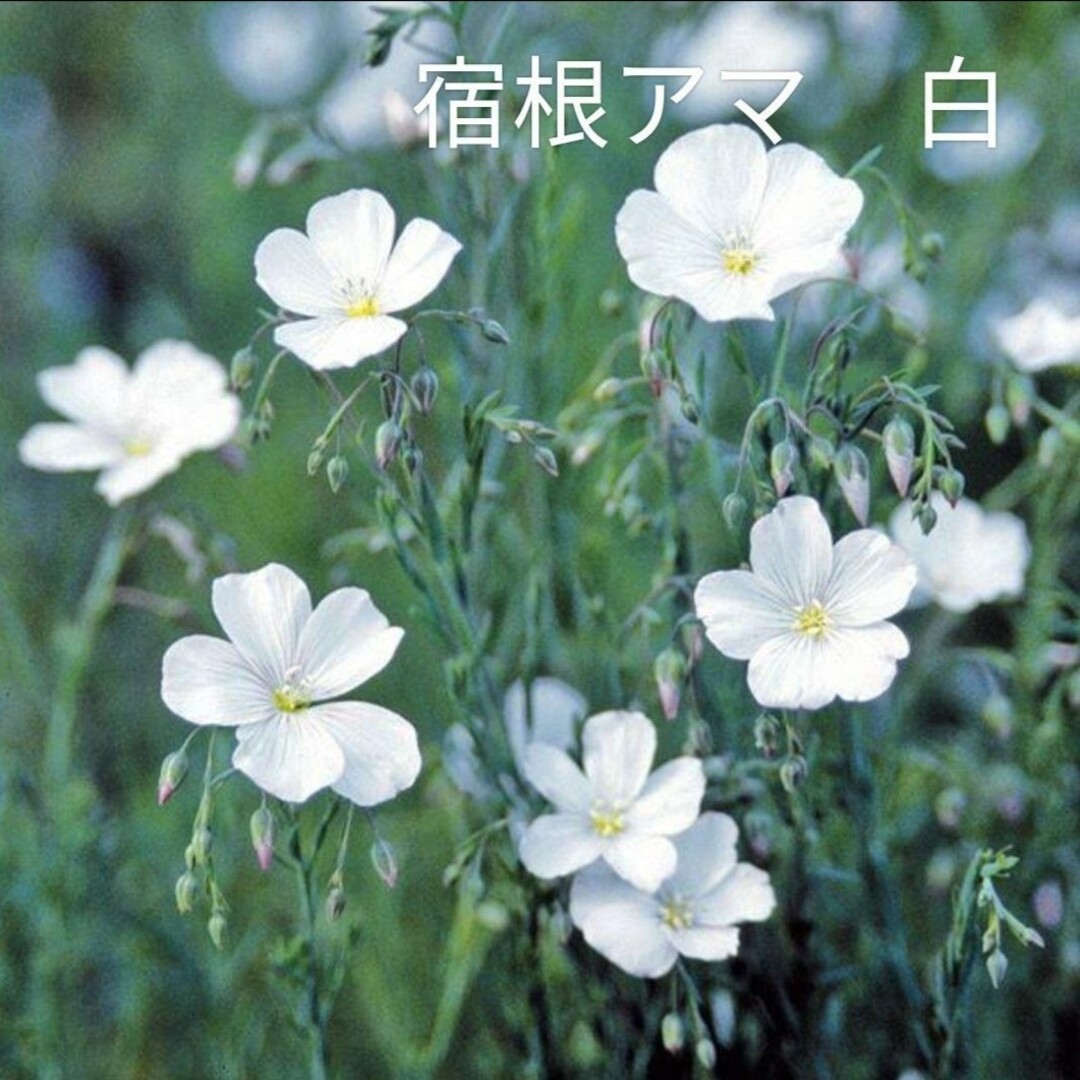 宿根アマ白花種たくさん ハンドメイドのフラワー/ガーデン(プランター)の商品写真