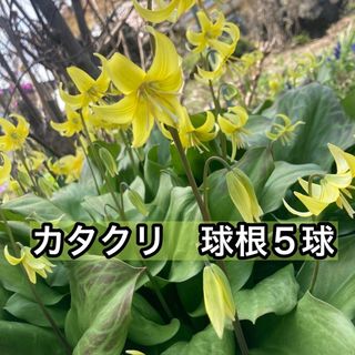 カタクリ　球根5球(その他)
