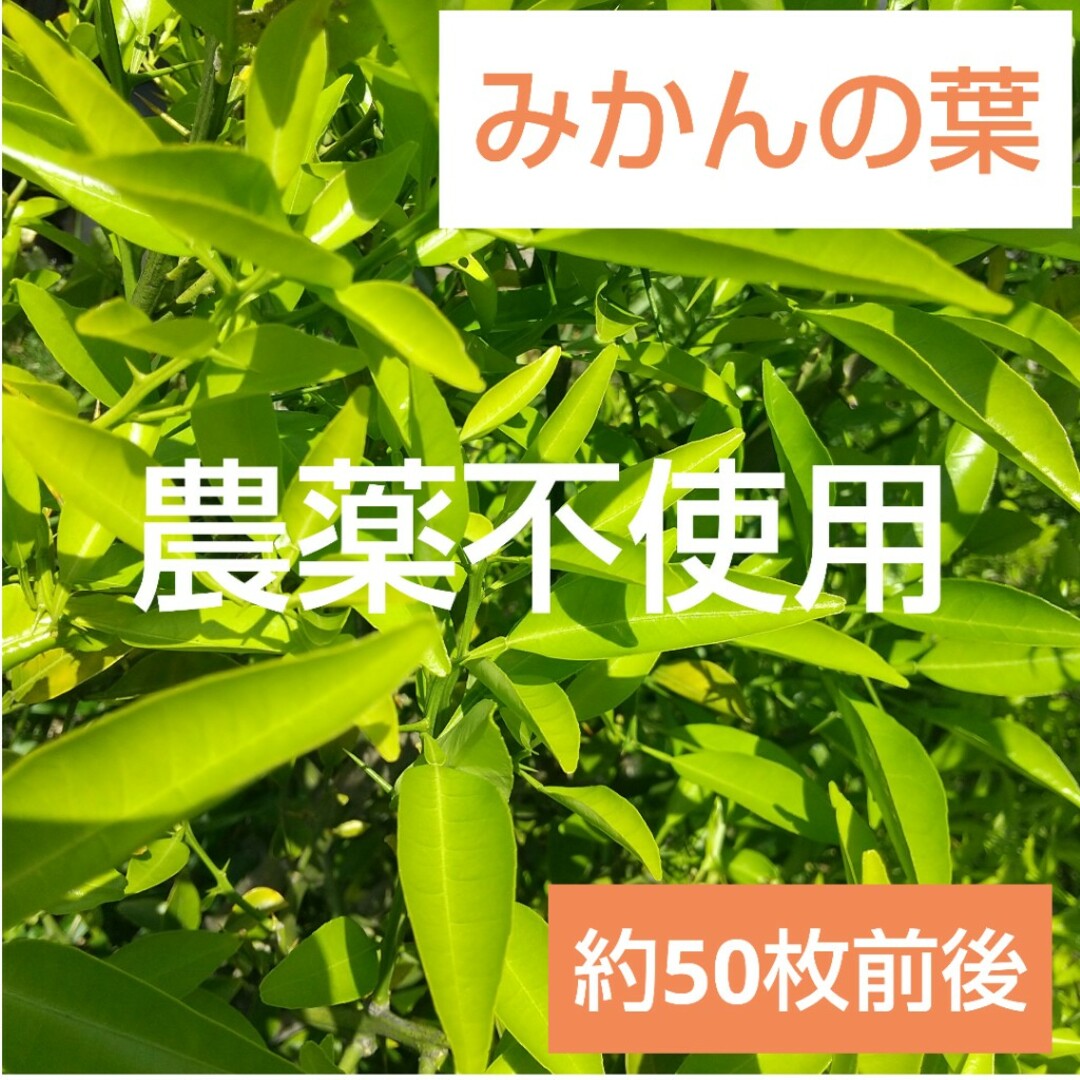 80%OFF!】 夏みかんの葉 160枚 葉 アゲハ 虫 餌 みかん