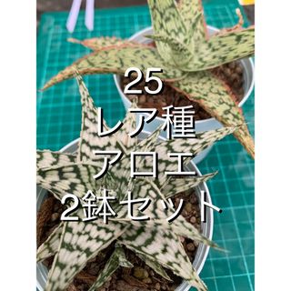 25レア種アロエ2品種・良株・鉢付　ブリザード　ピンクブラッシュ　模様を楽しもう(プランター)