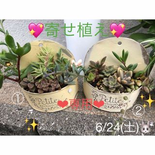 多肉植物❤︎寄せ植え❤︎2点❤︎抜き苗❤︎鉢のまま2点もOK♪(その他)