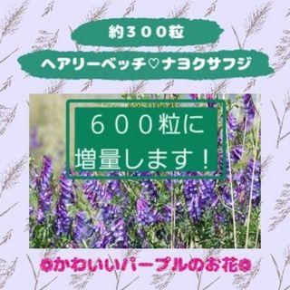 ヘアリーベッチの種❁︎３００粒→６００粒に増量！(その他)