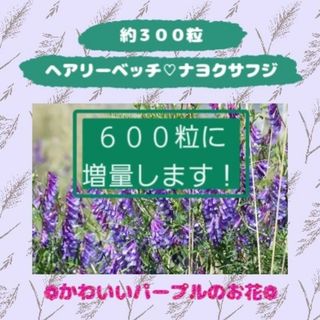 ヘアリーベッチの種❁︎300→600粒に増量！(その他)