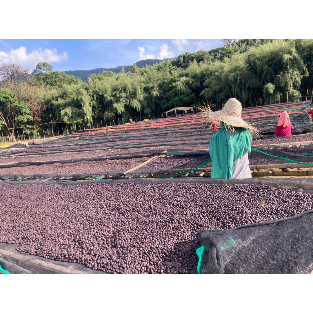 【200g】自家焙煎コーヒー豆　エチオピア　タミル・タデッセ　ナチュラル 食品/飲料/酒の飲料(コーヒー)の商品写真