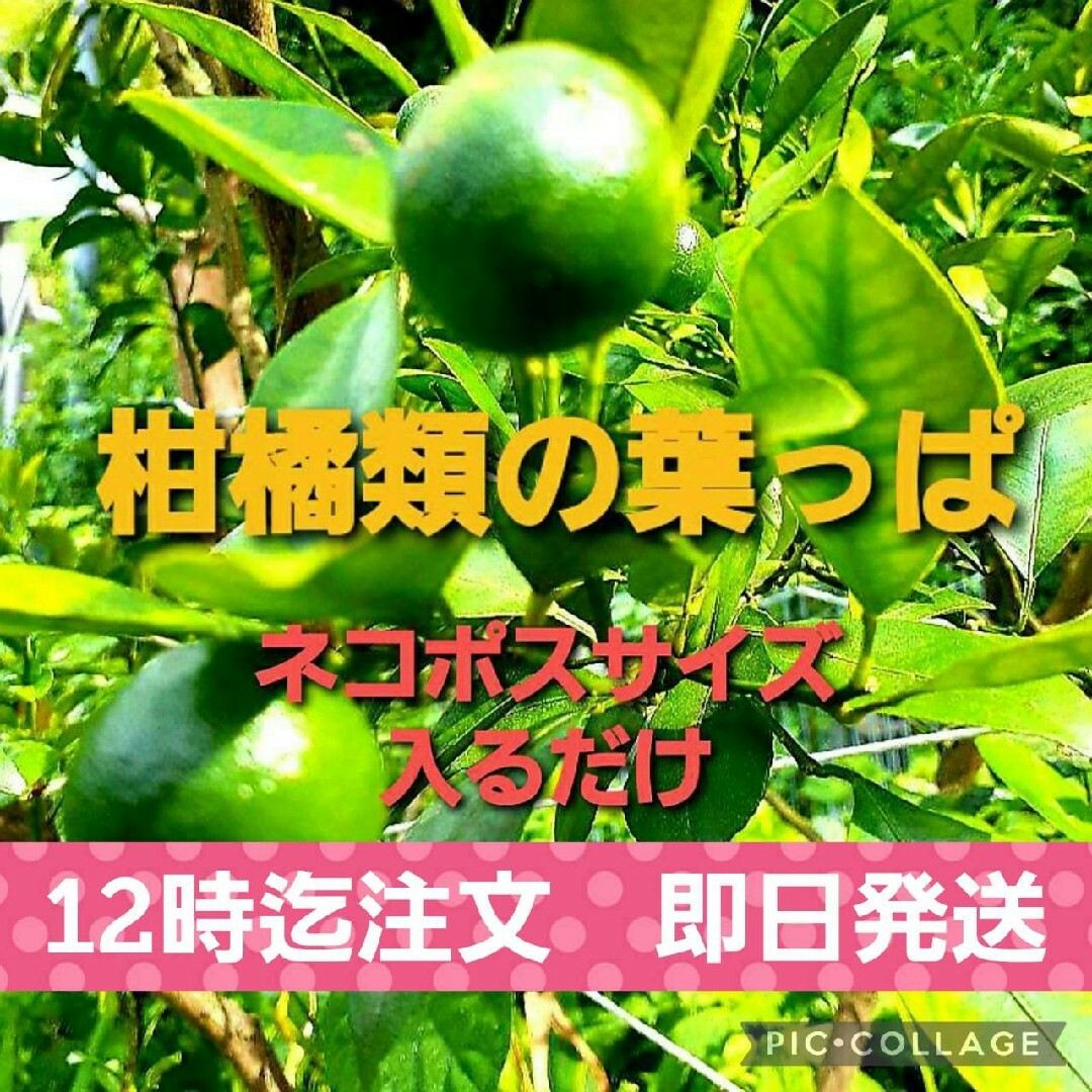 総合福袋 農薬栽培期間中不使用みかん 葉 100枚 アゲハ蝶 青虫 虫 餌 みかんの葉21