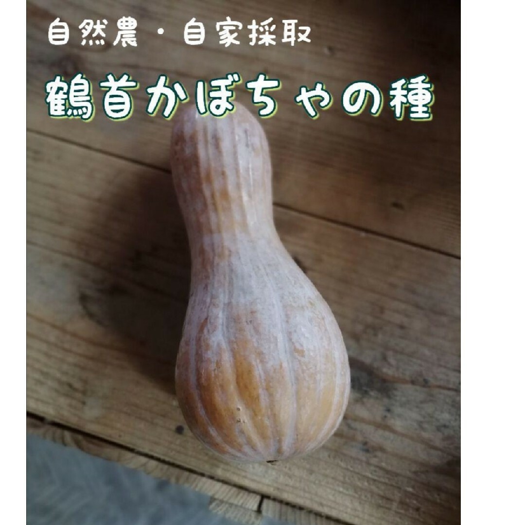 【自家採種】鶴首かぼちゃの種　8粒 家庭菜園　野菜の種　南瓜　カボチャ種子 食品/飲料/酒の食品(野菜)の商品写真