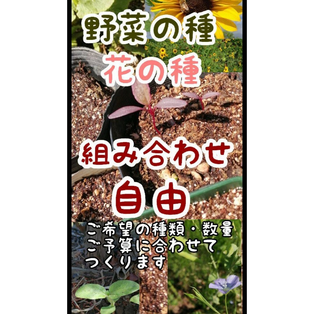 【自家採種】鶴首かぼちゃの種　8粒 家庭菜園　野菜の種　南瓜　カボチャ種子 食品/飲料/酒の食品(野菜)の商品写真