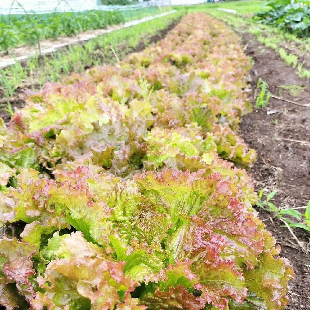 農家直送！夏野菜詰め合わせ80サイズ 食品/飲料/酒の食品(野菜)の商品写真