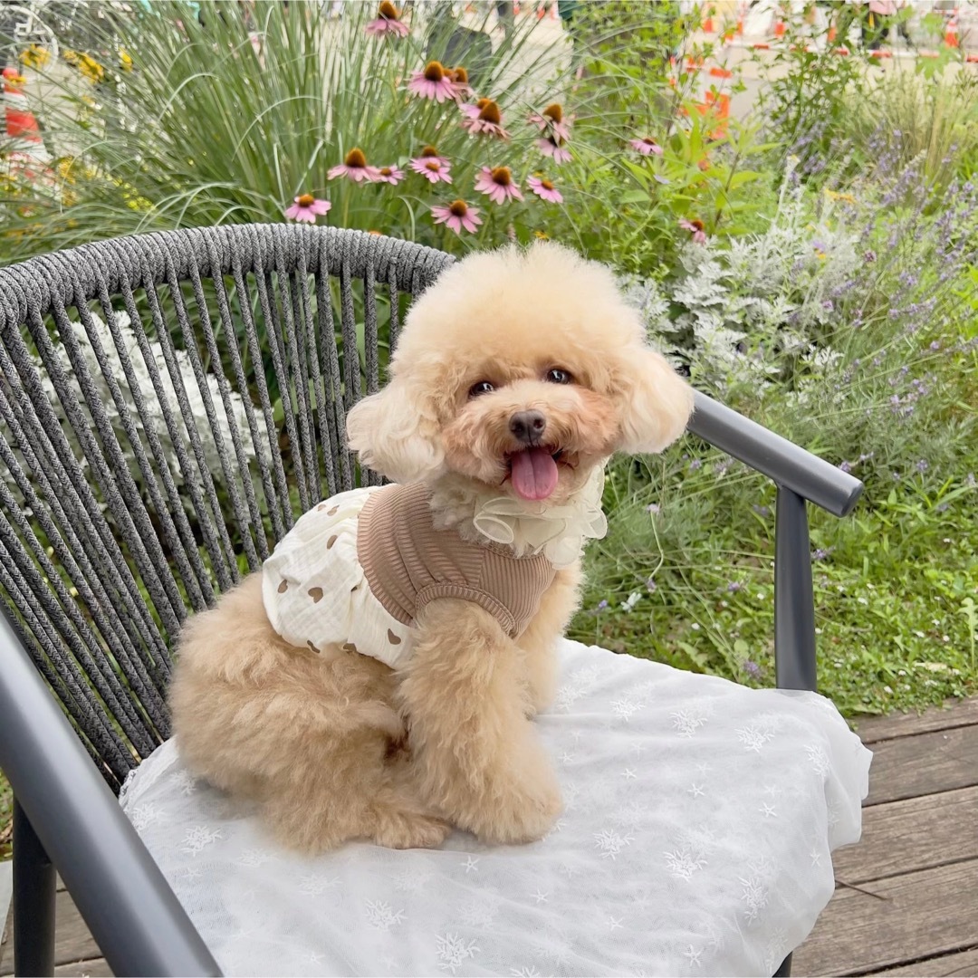 犬服　ペット服　犬用品　ペット用品　ドッグウェア　可愛い　オシャレ　トップス その他のペット用品(犬)の商品写真