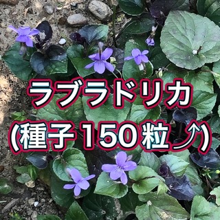 【ラブラドリカ】種子150粒(その他)