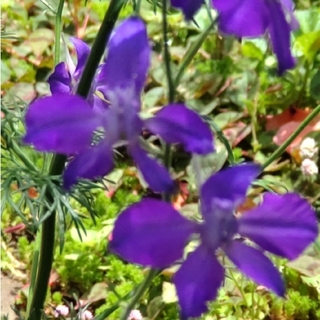 ヒエンソウ(飛燕草)・千鳥草の種  薄いブルー(その他)