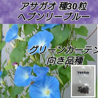 西洋アサガオ ヘブンリーブルー 花種30粒以上(プランター)