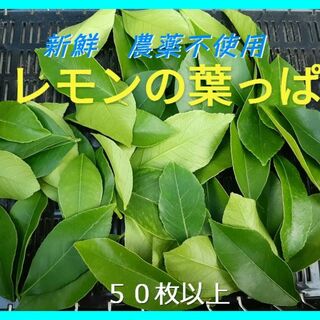 【新鮮・農薬不使用】レモンの葉 ５０枚以上(虫類)