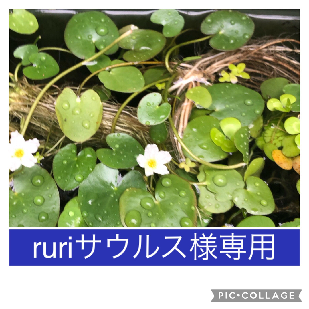 ヒメチドリ     ウォータークロバー    四葉  水草 ハンドメイドのフラワー/ガーデン(その他)の商品写真