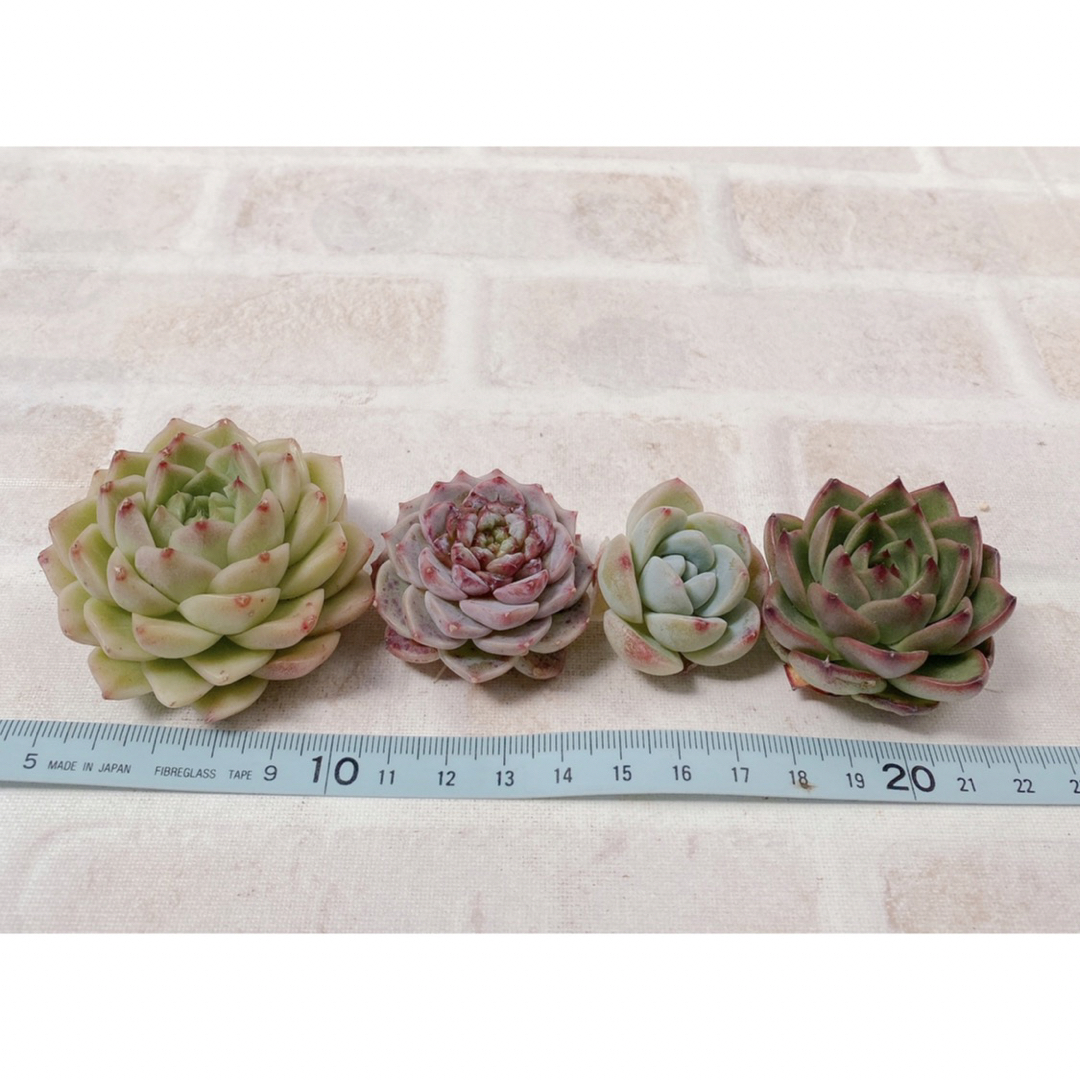 国内配送】 多肉植物 エケベリア 4種セット 韓国苗 発根済み 植物/観葉