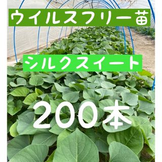 さつまいも苗【シルクスイート２００本】【ウイルスフリー切り苗】(野菜)