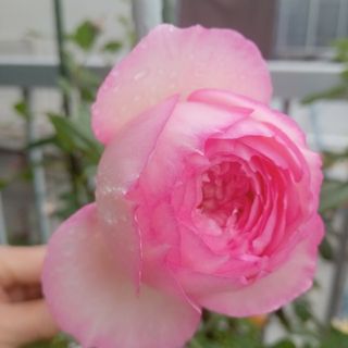 薔薇苗　うっとりさせるバラ(プランター)