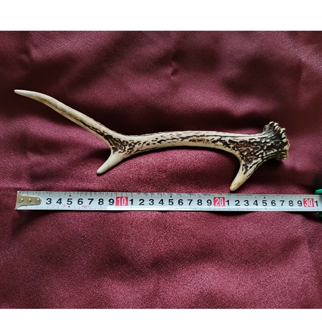 鹿のツノ 27.5cm インテリア/住まい/日用品のインテリア小物(置物)の商品写真