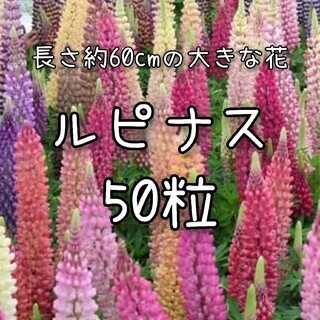 【ルピナスのタネ】50粒 種子 種 昇り藤 ノボリフジ 切り花にも 花(その他)