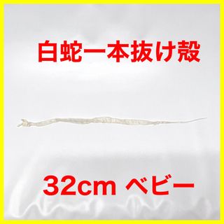 蛇 白蛇抜け殻 脱皮 一本抜け殻 ベビー 32cm(爬虫類/両生類用品)