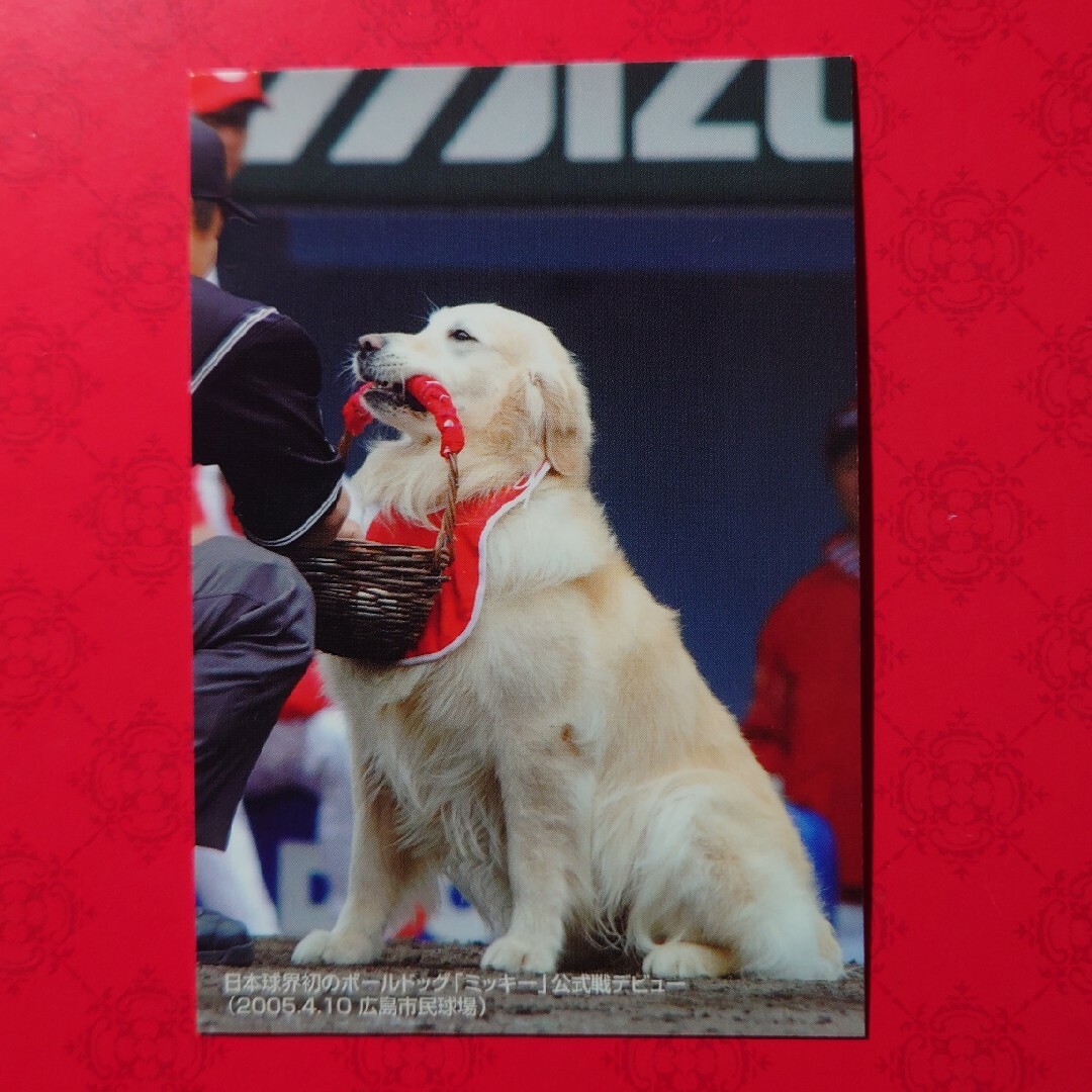 カルビー(カルビー)のプロ野球カード 広島ボールボーイ犬 ミッキー2005 エンタメ/ホビーのテーブルゲーム/ホビー(野球/サッカーゲーム)の商品写真