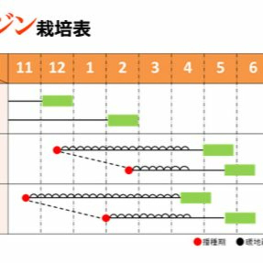 残140ml：約10ml（約250粒）ブランド人参「彩誉」コート種子　人参の種 食品/飲料/酒の食品(野菜)の商品写真