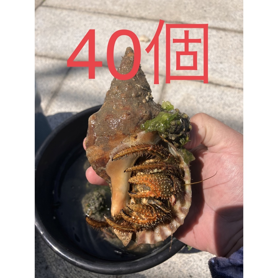 石鯛　イシガキダイに！冷凍ヤドカリ40個　釣り餌