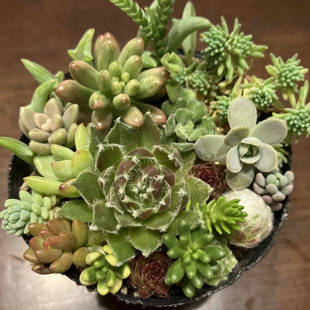 ガゼル センペルビウム 多肉植物 カット苗 | nate-hospital.com ガゼル センペルビウム 多肉植物 カット苗 | nate-hospital.com