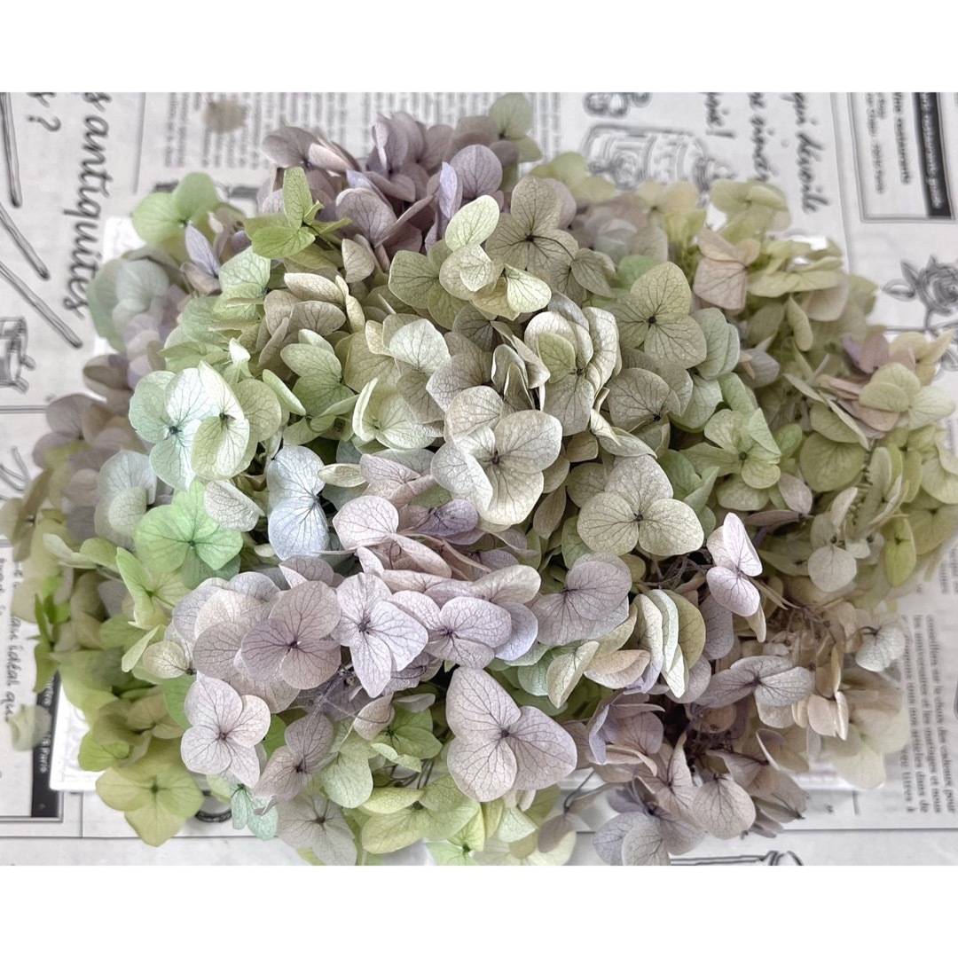 紫陽花　アナベルドライフラワー　5本　アジサイ　花材　ホワイト加工 - 3