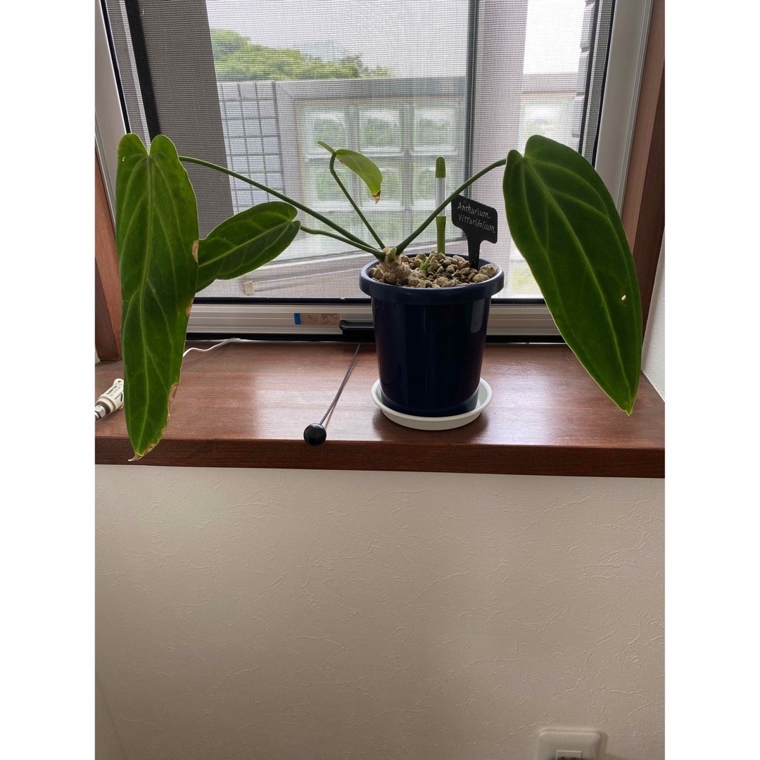 Anthurium warocqueanum アンスリウム　ワロクアーナム