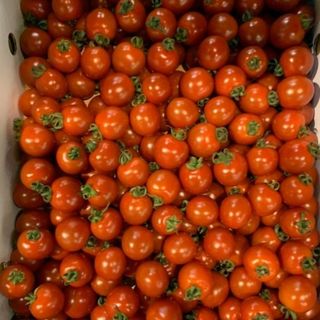 熊本県産ミニトマト3キロ(野菜)