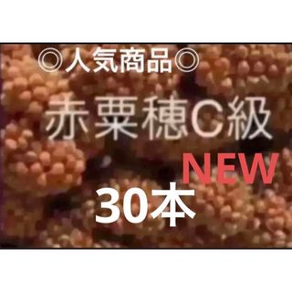 小鳥のおやつ　　赤粟穂　C級　30本　即購入可◎(鳥)