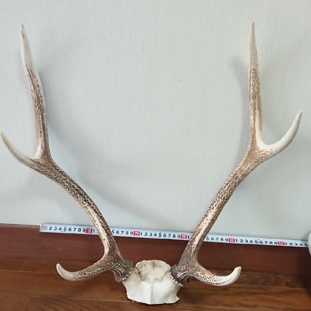 美品 一点物】鹿 ツノ つの 頭蓋骨付き 約45×53cmの通販 by 美品 一点物】鹿 ツノ つの 頭蓋骨付き 約45×53cmの通販 by