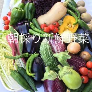 朝採り新鮮野菜詰め合わせ　80サイズ　(野菜)
