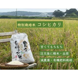 コシヒカリ特別栽培米10kg(米/穀物)