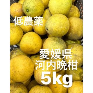 愛媛県産　低農薬　宇和ゴールド　河内晩柑　5kg(フルーツ)