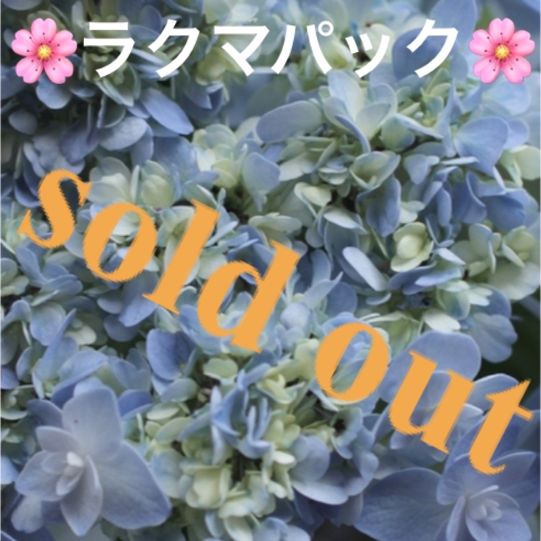 🌸sold out🌸《アジサイ苗　舞孔雀》紫陽花⭐︎ラクマパック⭐︎ ハンドメイドのフラワー/ガーデン(その他)の商品写真