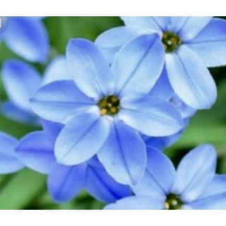 超お買い得‼️銀の紫陽花が作った青く美しいイフェイオンの球根70球➕おまけ(プランター)