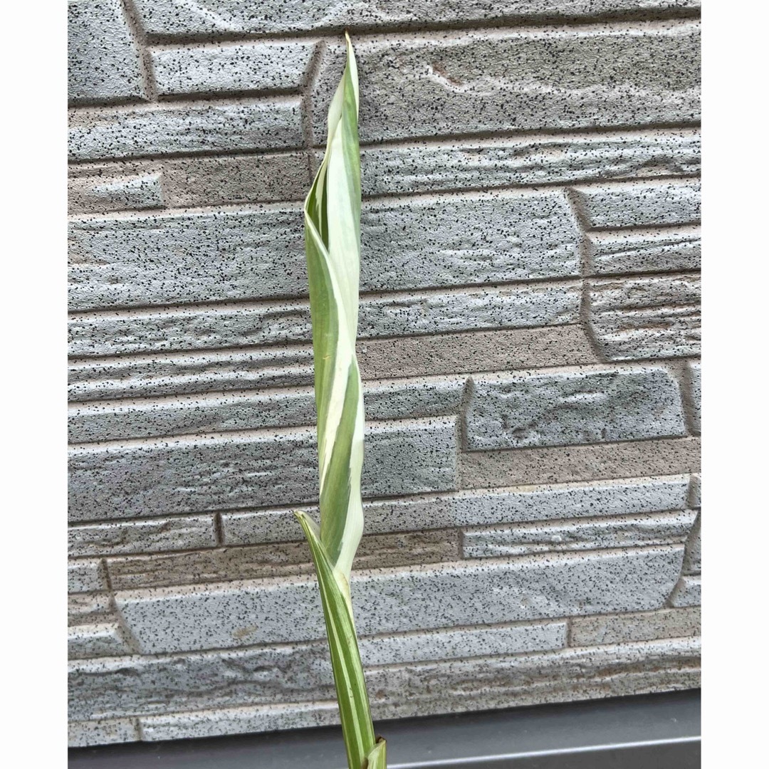 美しい斑入り葉のカンナ シュトゥットガルト˚✧₊⁎ ハンドメイドのフラワー/ガーデン(その他)の商品写真
